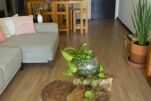 White Elephant Apartment
                                    - Col. Irrigacion, Miguel Hidalgo